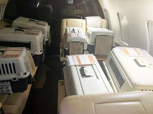 Very Important Pets being transported from Dubai to Munich